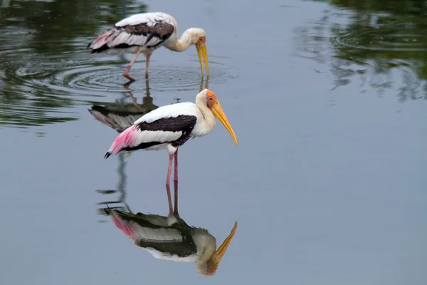 Two stork fishing by the lake — Stock Photo, Image