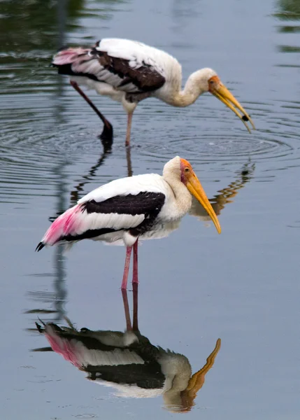 Standing storks — Stock Photo, Image
