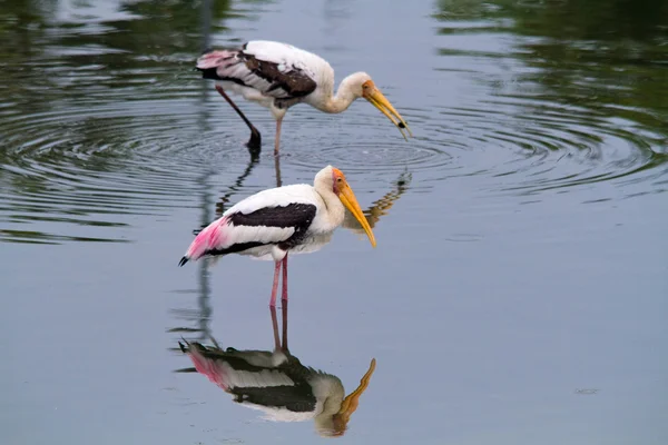 Two stork fishing — Stock Photo, Image