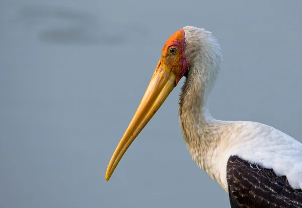Portrait of a stork — Stock Photo, Image