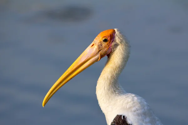 Morning stork — Stock Photo, Image