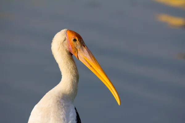Staring stork — Stock Photo, Image
