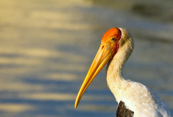 Stork portrait — Stock Photo, Image