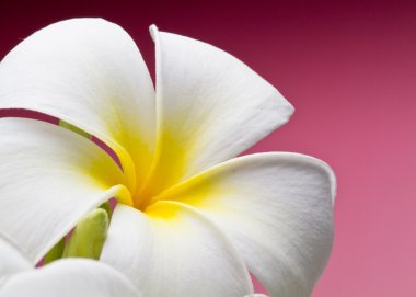 Fresh frangipani flower clipart