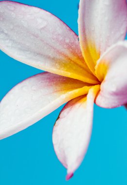 pembe frangipani