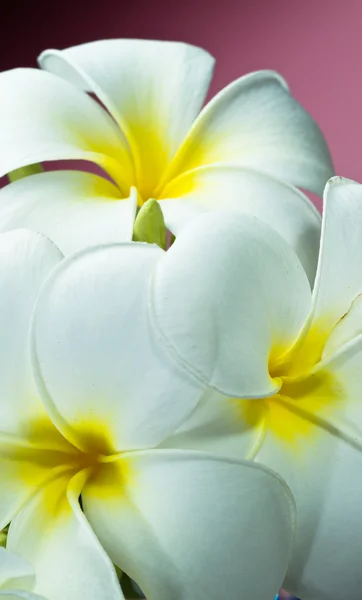 Frangipani flower bouquet — Stock Photo, Image