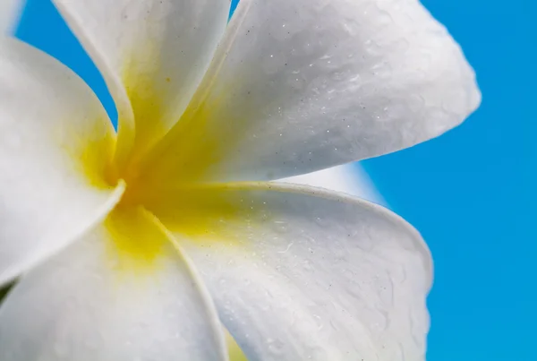 Fresh frangipani flower — Stock Photo, Image