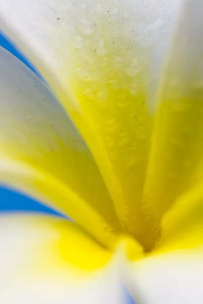 Macro frangipani — Fotografia de Stock