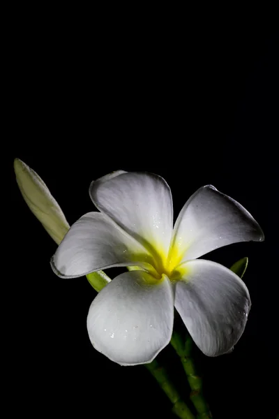 Plumeria branca — Fotografia de Stock