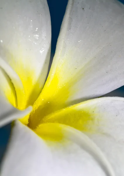 Branco frangi [ani pétalas de perto — Fotografia de Stock
