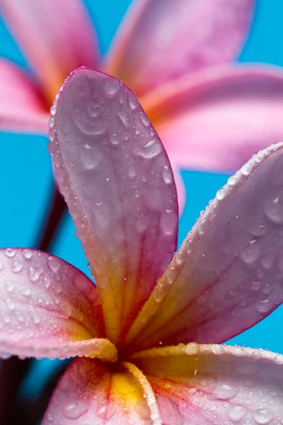 Frangipanni virágok a víz cseppek — Stock Fotó