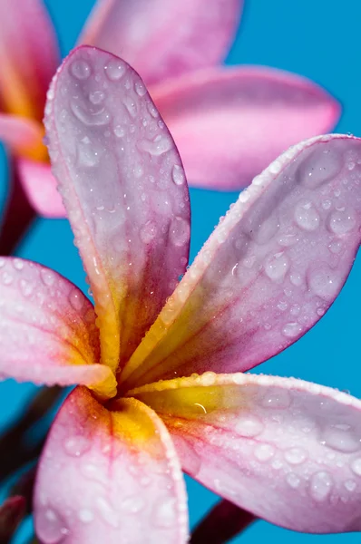Two pink frangipanni flowers — Stock Photo, Image