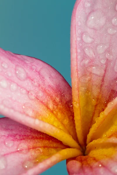 Petals close up of pink frangipani — Stock Photo, Image