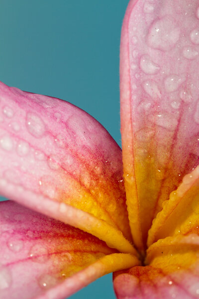 Petals close up of pink frangipani