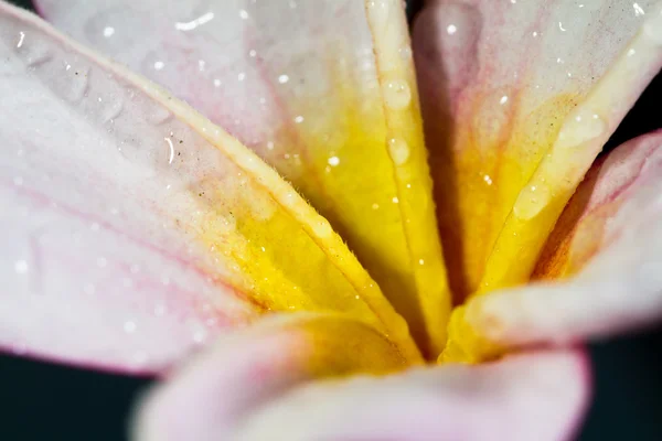 Pétalas de frangipani rosa de perto — Fotografia de Stock