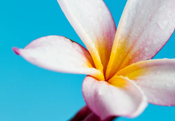 Пелюстки рожевого frangipani — стокове фото