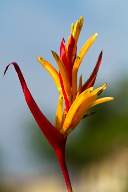 heliconia sabah güneşi altında