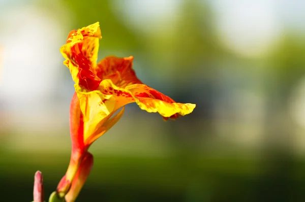 Sárga canna virág — Stock Fotó