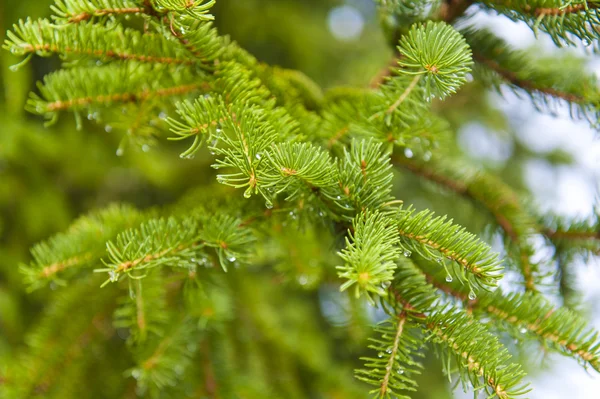 stock image After the rain