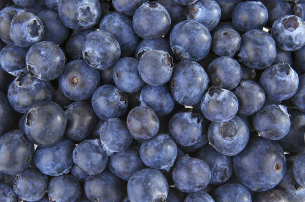 Blueberries fundo — Fotografia de Stock