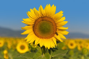 Sunflower field clipart