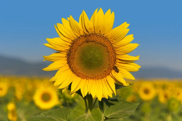 Sonnenblumenfeld lizenzfreie Stockbilder