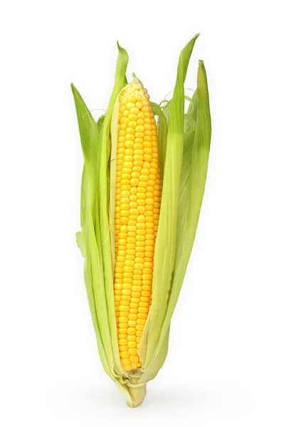 Mais auf dem Maiskolben Stockbild