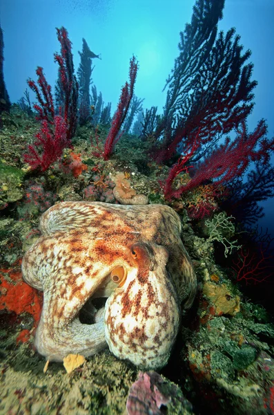 Itália, Ilhas Tremiti, um polvo vulgar e gorgonias vermelhas — Fotografia de Stock
