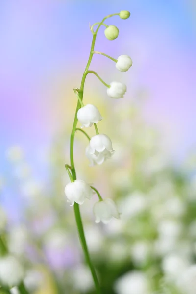 Lily of the-valley — Stock fotografie