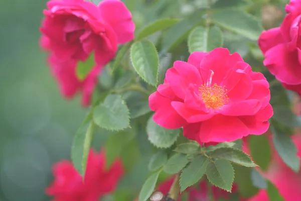 Rosa de jardín —  Fotos de Stock
