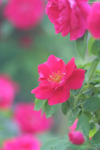 Tuin rose — Stockfoto