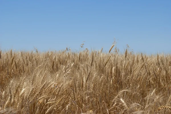 堪萨斯小麦景观 — 图库照片