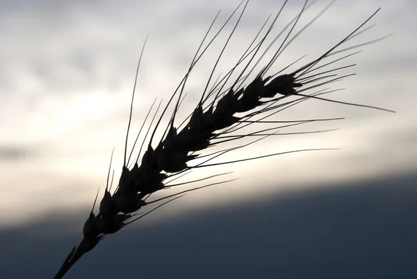 Силуэт пшеничной головы Лицензионные Стоковые Фото