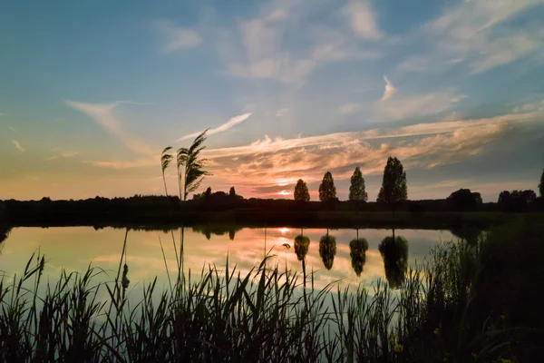 stock image Tree at sunset