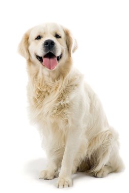 The gold retriever posing in studio clipart