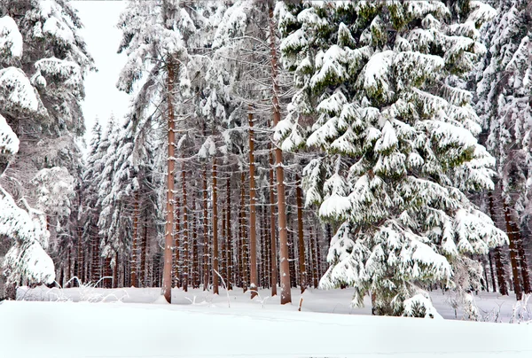 Invierno en el Harz alemán — Foto de Stock