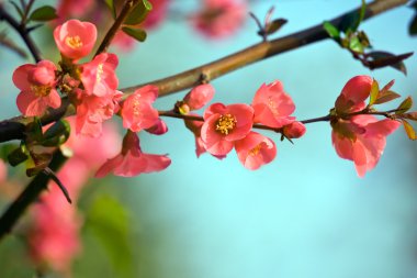 Pink flowers clipart