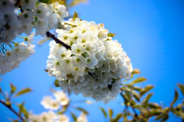 Appletree parlak beyaz çiçek