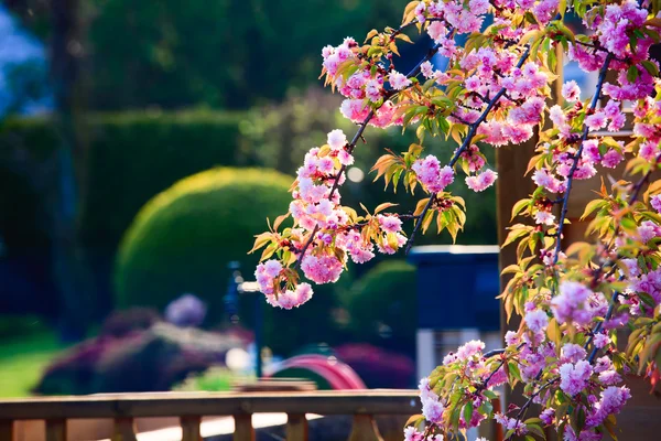 İlkbaharda açan pembe çiçekler — Stok fotoğraf
