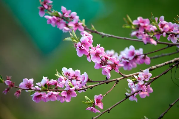 İlkbaharda açan pembe çiçekler — Stok fotoğraf