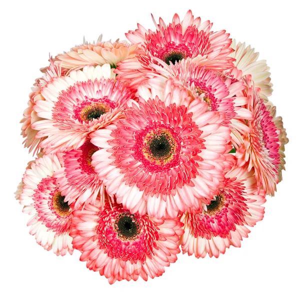 Roze gerbera bloem geïsoleerd op wit — Stockfoto