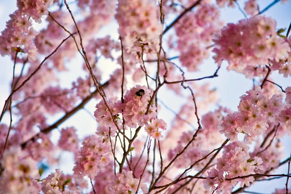 Pommier fleuri — Photo
