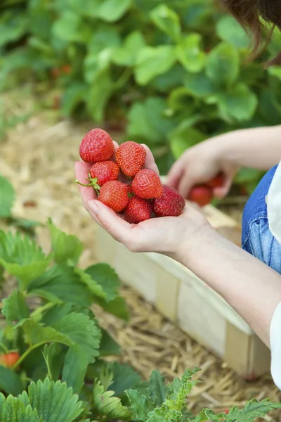 Plockning av färska ekologiska jordgubbar i fältet — Stockfoto