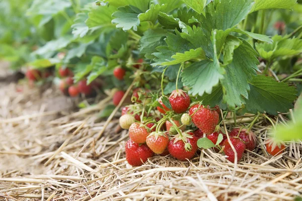 Closeup of fresh organic strawberries growing on the vine — Stock Photo, Image