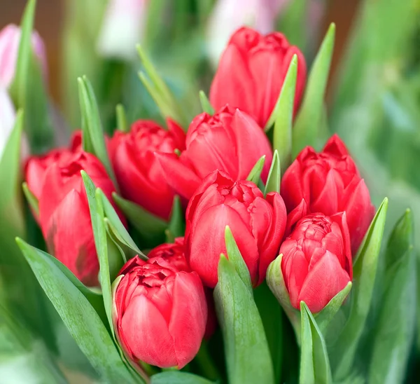 stock image Bouquet of the fresh tulips