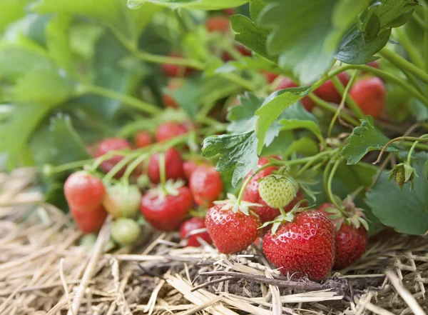 新鲜有机草莓生长在葡萄藤上的特写 — 图库照片