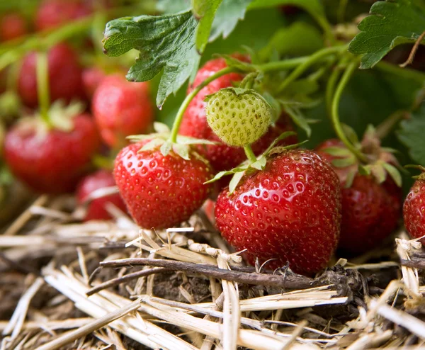 Nahaufnahme von frischen Bio-Erdbeeren, die an der Rebe wachsen — Stockfoto
