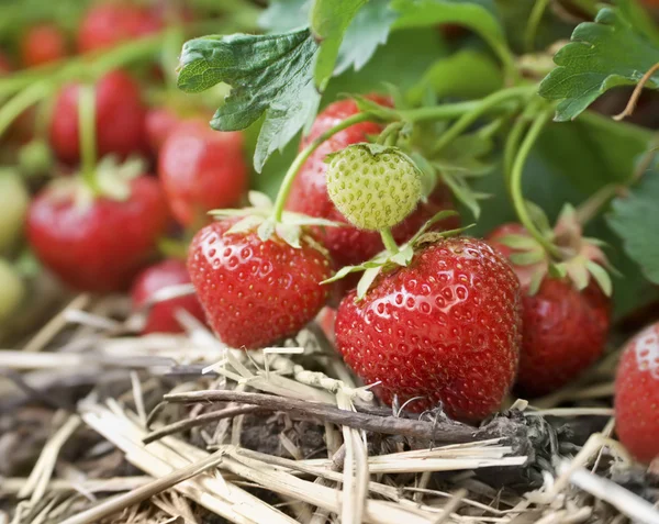 Primer plano de fresas orgánicas frescas que crecen en la vid —  Fotos de Stock