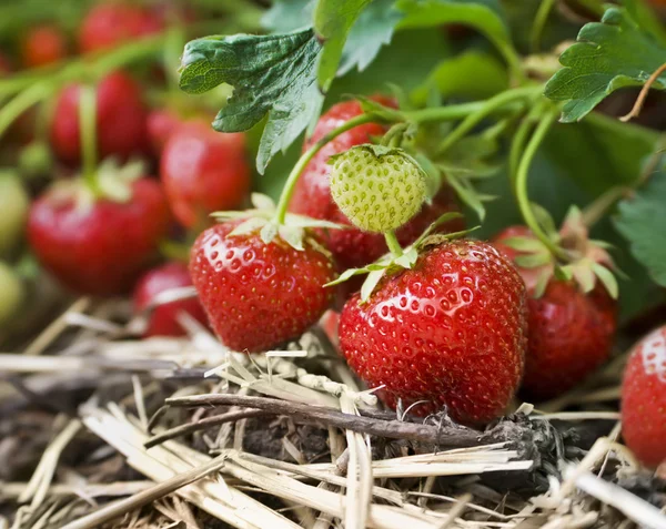 新鲜有机草莓生长在葡萄藤上的特写 — 图库照片
