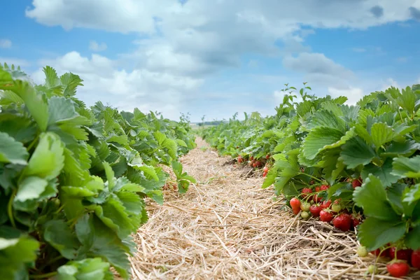 Frische Bio-Erdbeeren, die am Weinstock wachsen — Stockfoto